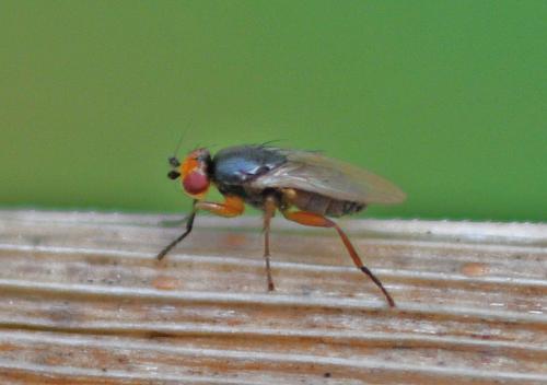 Spelobia ochripes